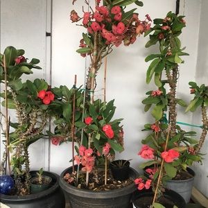 Crown of Thorns (Corona De Cristo)